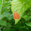 tiger moth