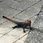 Red-headed rock agama