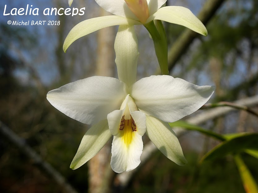 Laelia anceps subsp. anceps (syn. L. anceps var. hilliana) OdWDAFl6_bPmlQaQr0tQQXxZXPO63Xg8tNZgWOt5mQOIbARkeDsKcFg29as7A7MFAJe0yPM6ttFxzO4qoV10fSyF0jqtM9WaM_bHandJem6c9LyRe_IkMX-dPZsJJfkP11wO3o4rLbpa2awC0kuXMrlVUNzm8qX52KLUnBxKIuRNMa6_uDgjgBz9jUPILlH-HT6GAi9_mc14wL0FXaRCxHIV8mzDlUGmFXkBpDHkAxeSF3VQl5yKU5vOEhTd9SKxhtROzAEriR1531qxn8NEtBk7_6WY1cd1mtM4jKJoCvJY3EHXahEgb9WqpBdqP3zwYu86KKH7_vbe5IChHIjQkN4sB7E58-SqYAyXFGyYV25-Ruhto-46CRYIFJUzDWzveCUjMJippxcuTYhzL5rDr6ECc2jKK8dmwOK6UZAesyGI-ne6PT5VxQcwL0P-_F9-LE1HyNqNUWHbIW-TFPe3rcKv_lBa75p8OisrfSWRt69wyHIiHpDPlhH70ThDX5HnI88aAInSpqCXacfseT2ReBafd-SuCjqiwE2frPycbk7g2VU_MAtZ3d2CYLWELNaL7gXbnW2t4yfjJ-HtMe1OxZ7lOlIJil9TJI8tVsE=w834-h626-no