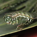 Caterpillar