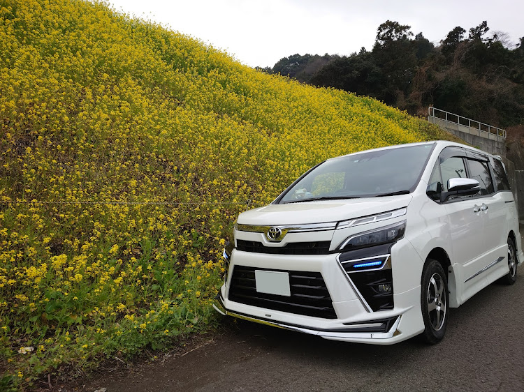 ヴォクシーのドライブ・菜の花と愛車・3000キロ達成・カーナビ何使ってる？に関するカスタム事例の投稿画像1枚目
