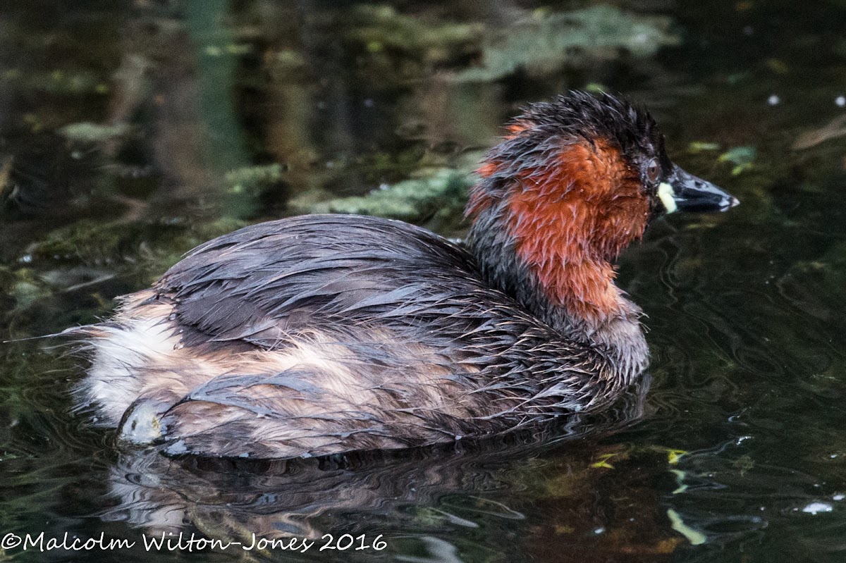 Little Grebe