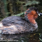 Little Grebe