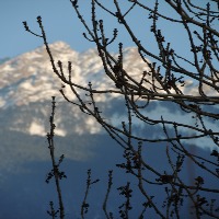 Paesaggio innevato.. di 