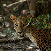 Sri Lankan Leopard