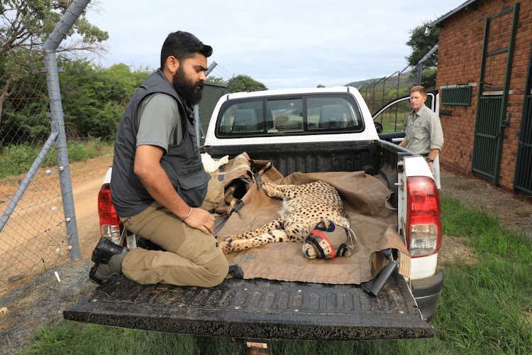 Dr Sanath Muliya from India with a cheetah moments after its sedation during part of the relocation process. File photo.