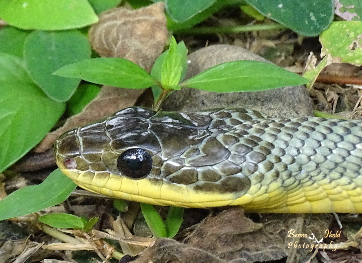 Bird-eating snake