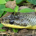 Bird-eating snake