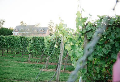 Vineyard 1