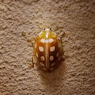 Orange ladybird