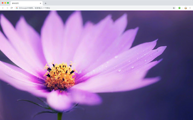 "Flower" Hot HD Wallpapers New Tabs Theme