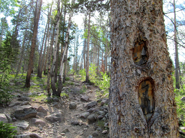 Blazed pine tree and steep, rocky trail