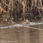 Little Grebe