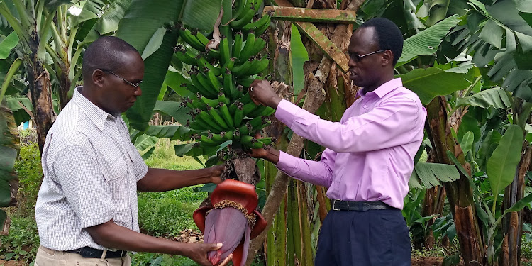 Trans Nzoiaa gricultural officer Moses Wafula and CEO of the Fresh Produce Consortium of Kenya Okisegere Ojepat visiting a banana farm in iKitale on October 30.