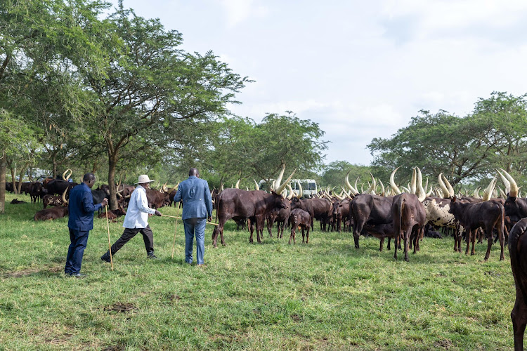 President William Ruto (grey suit), Ugandan President Yoweri Museveni (white shirt), and ODM leader Raila Odinga looking after cows at Museveni's Kisozi country home in Uganda.