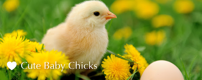 Cute Baby Chicks HD Wallpapers New Tab Theme marquee promo image