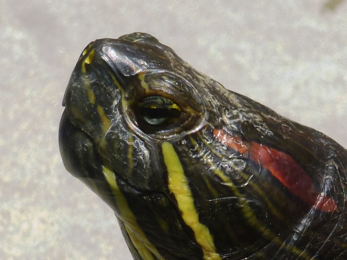 Red Eared Slider