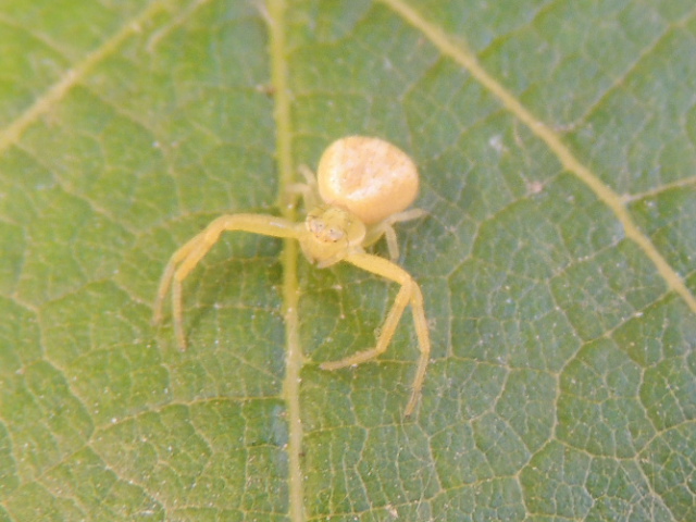 White-banded Crab Spider