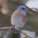 Western Bluebird