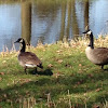 Canada goose