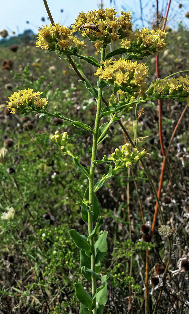 Stiff Goldenrod