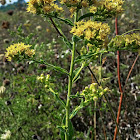 Stiff Goldenrod