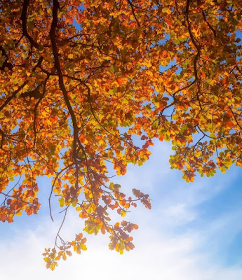 Foliage ligure di Annamymoon