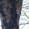 Pileated Woodpecker