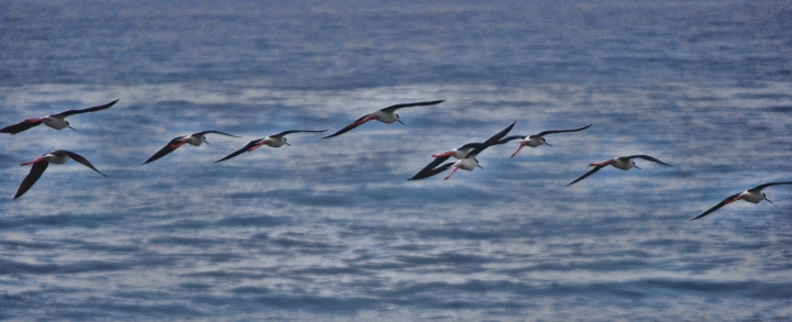 Volo libero di Zerosedici