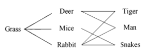 Food Web