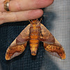 Mango Hawk Moth