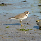 Semipalmated Plover