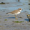 Semipalmated Plover