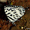 Common Pierrot