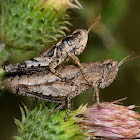 Acrididae