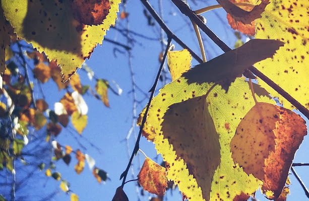 Attraverso l'autunno di MariaV