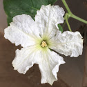 Calabash gourd flower