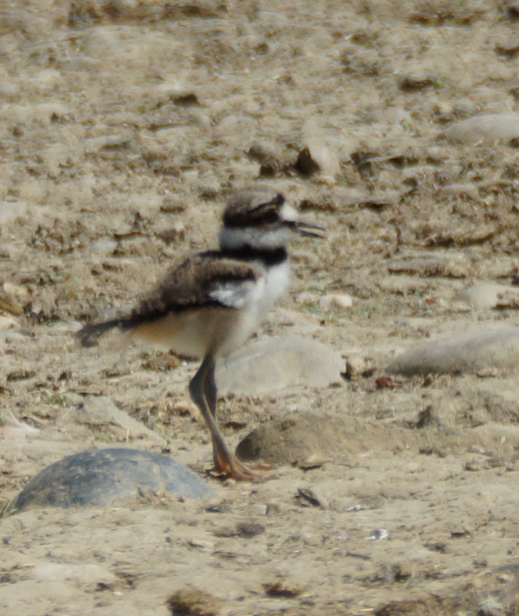 Killdeer