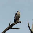 Peregrine falcon