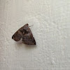 Noctuid moth