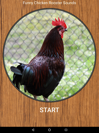 Funny Chicken Rooster Sounds