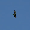 Common Buzzard