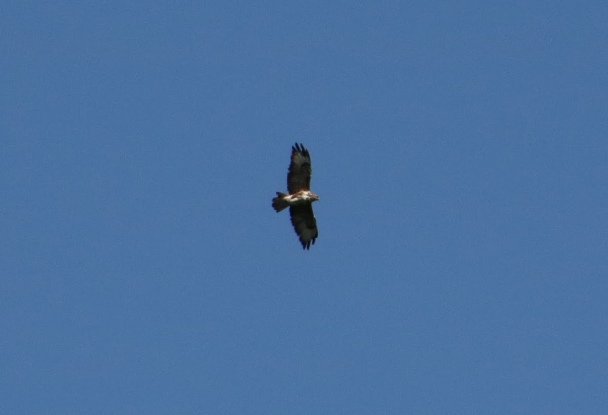 Common Buzzard