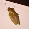 Rufous-eyed Brook Tree Frog