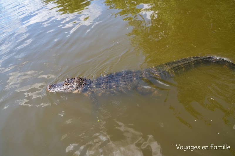 gator swamp tour