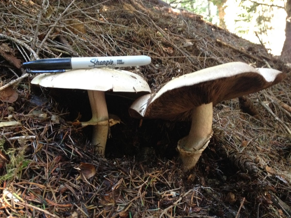 Agaricus ?