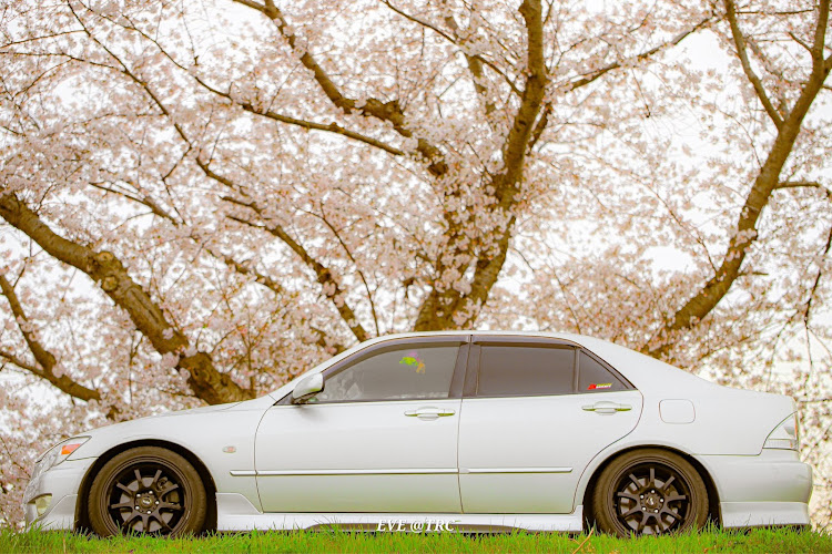 アルテッツァの桜とコラボ・桜と愛車・桜・ドライブ・RS200に関するカスタム事例の投稿画像4枚目