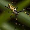 Golden Orbweaver or Banana Spider