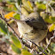 Chiffchaff