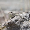 Spiny lizard